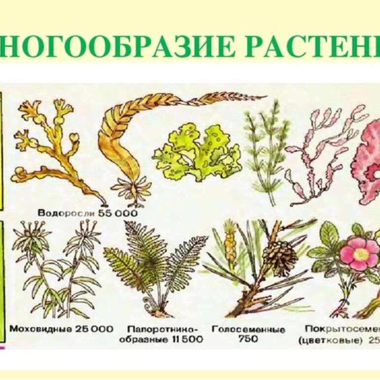 Многообразие где. Разнообразие растений. Многообразие царства растений. Разнообразие отделов растений. Растение и их разнообразие.