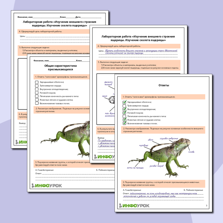Рабочий лист по биологии: Общая характеристика пресмыкающихся. Лабораторная работа «Изучение внешнего и строения ящерицы. Изучение скелета ящерицы»