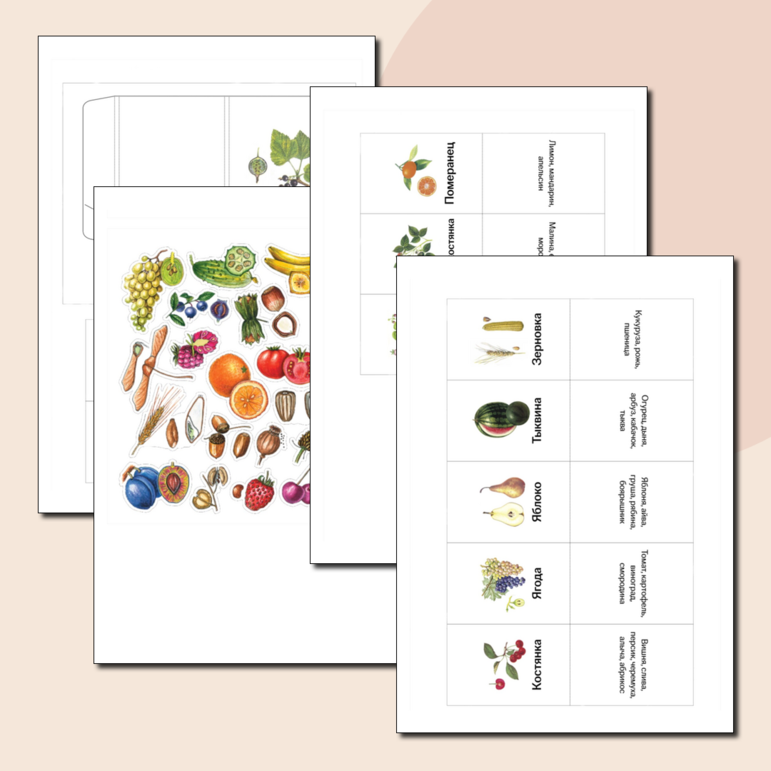 Карточки «Типы плодов» 5, 6, 7 класс. Ботаника. Биология. ОГЭ/ЕГЭ