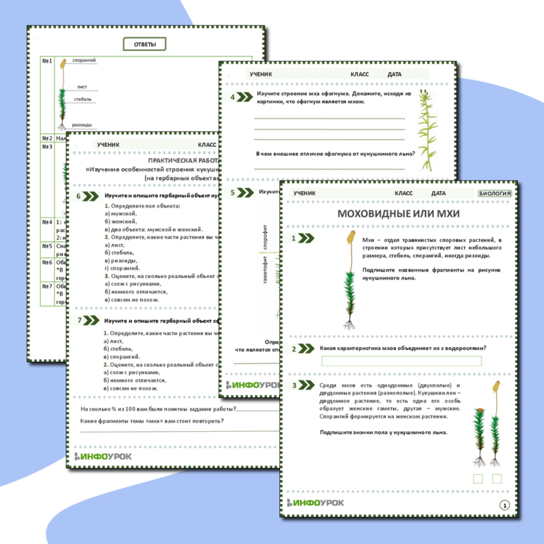 Рабочий лист: Моховидные или Мхи. Практическая работа «Изучение особенностей строения кукушкина льна и сфагнума (на живых и гербарных объектах)»