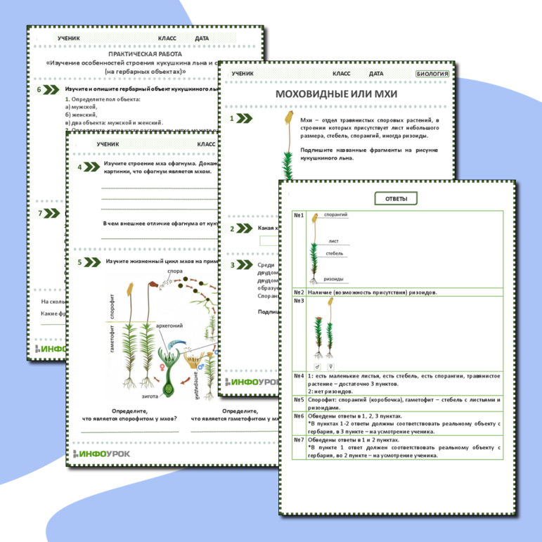 Рабочий лист: Моховидные или Мхи. Практическая работа «Изучение особенностей строения кукушкина льна и сфагнума (на живых и гербарных объектах)»