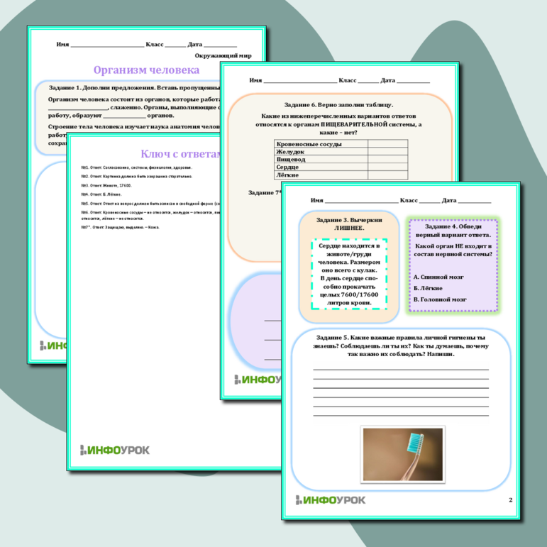 Рабочий лист «Организм человека»