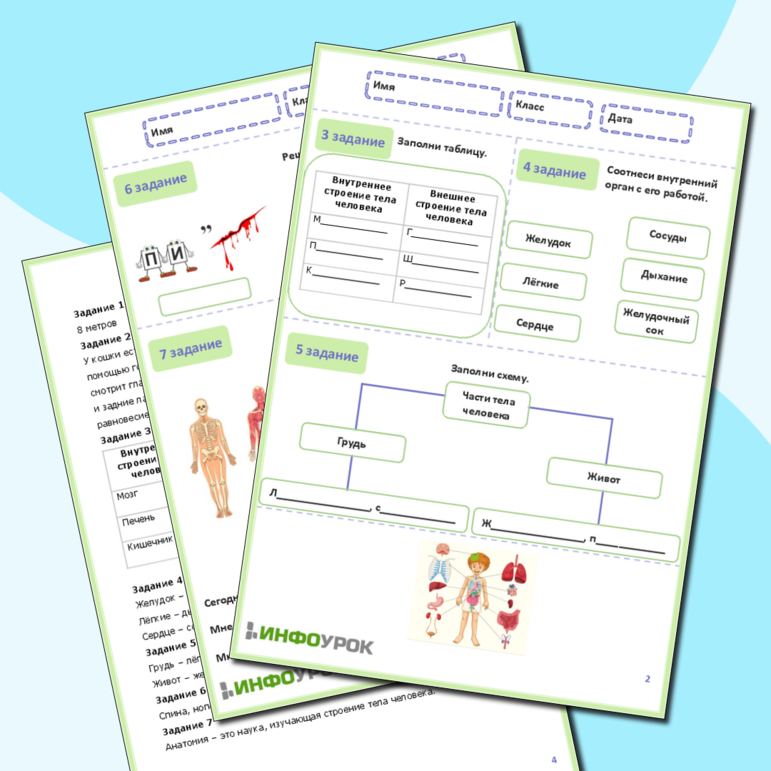 Рабочий лист по окружающему миру на тему «Строение тела человека»