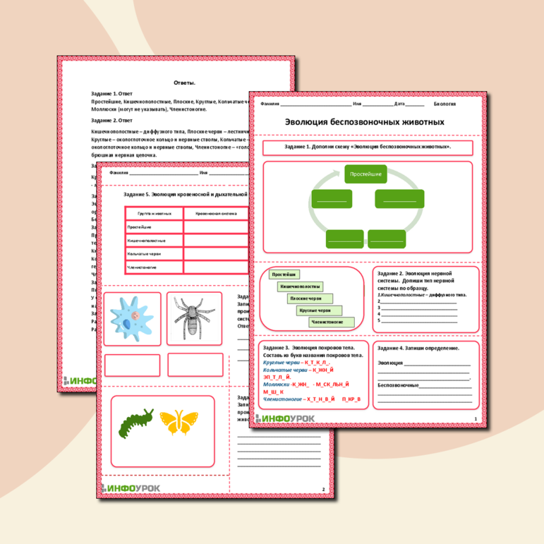Рабочий лист «Эволюция беспозвоночных животных»