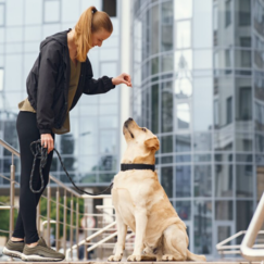 Дрессировка и адаптация домашних собак в городской среде