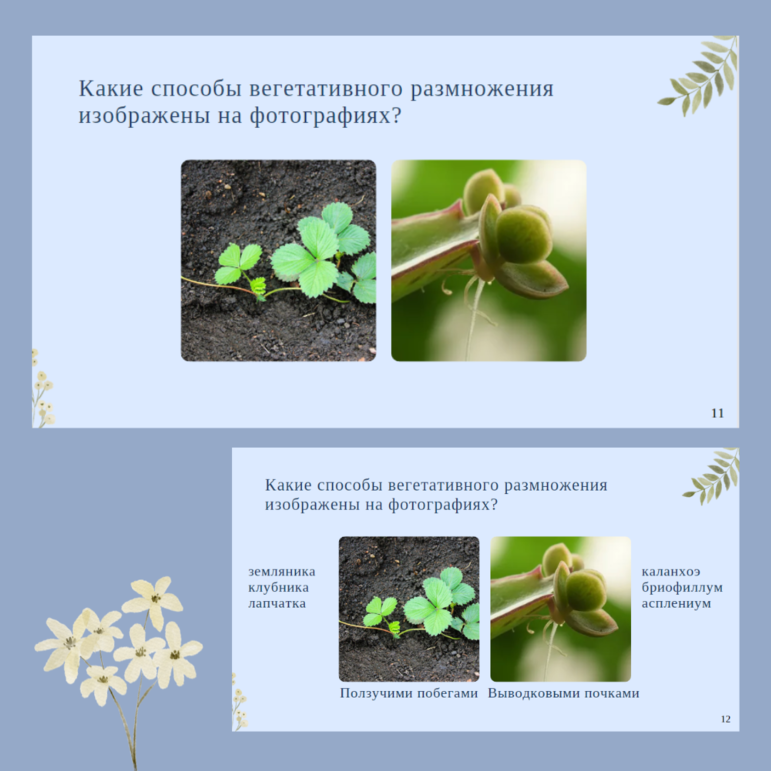 Презентация: Вегетативное размножение растений, 6 класс, к УМК В.В. Пасечника 