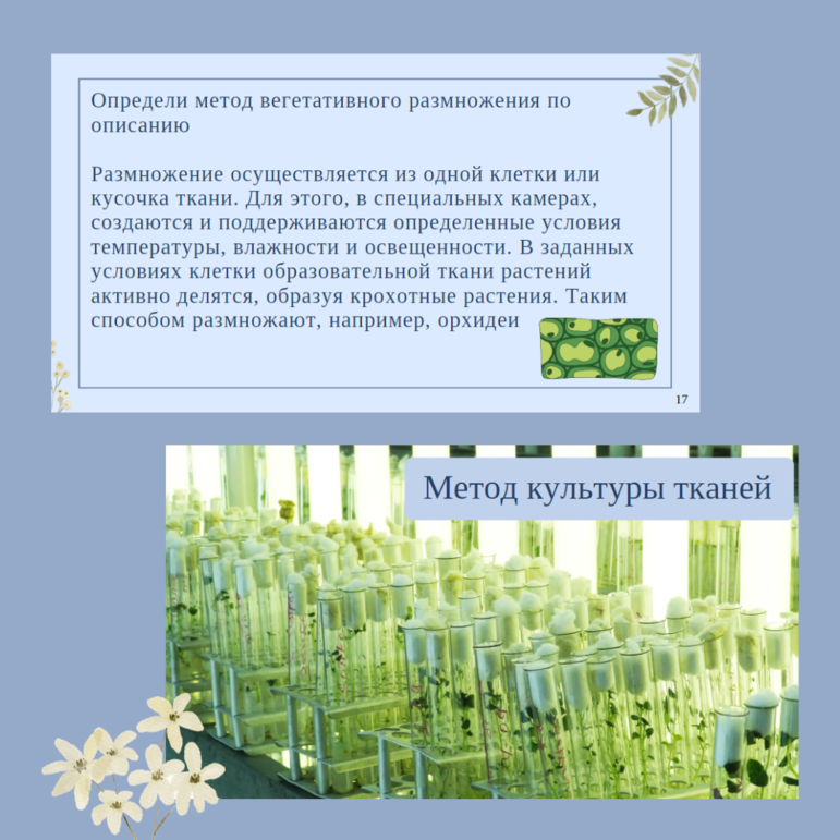 Презентация: Вегетативное размножение растений, 6 класс, к УМК В.В. Пасечника 