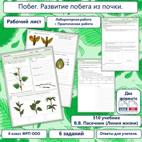 Облако знаний. Почка. Развитие побегов из почек. Биология. 6 класс