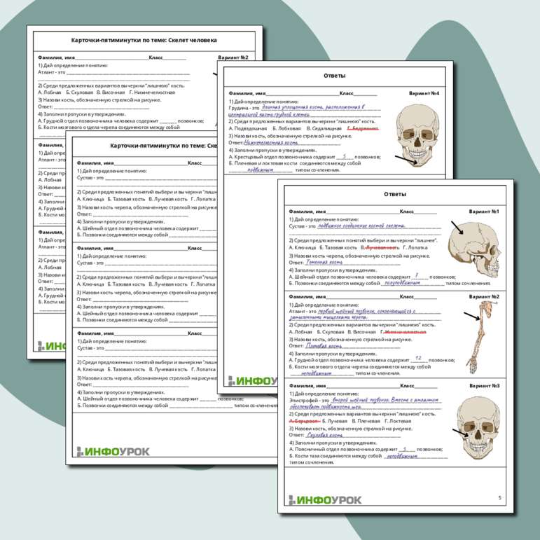 Карточки-пятиминутки по биологии: «Скелет человека»