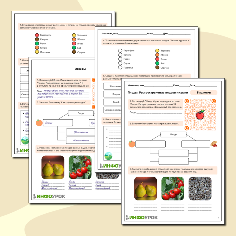 Рабочий лист по биологии: Плоды. Распространение плодов и семян