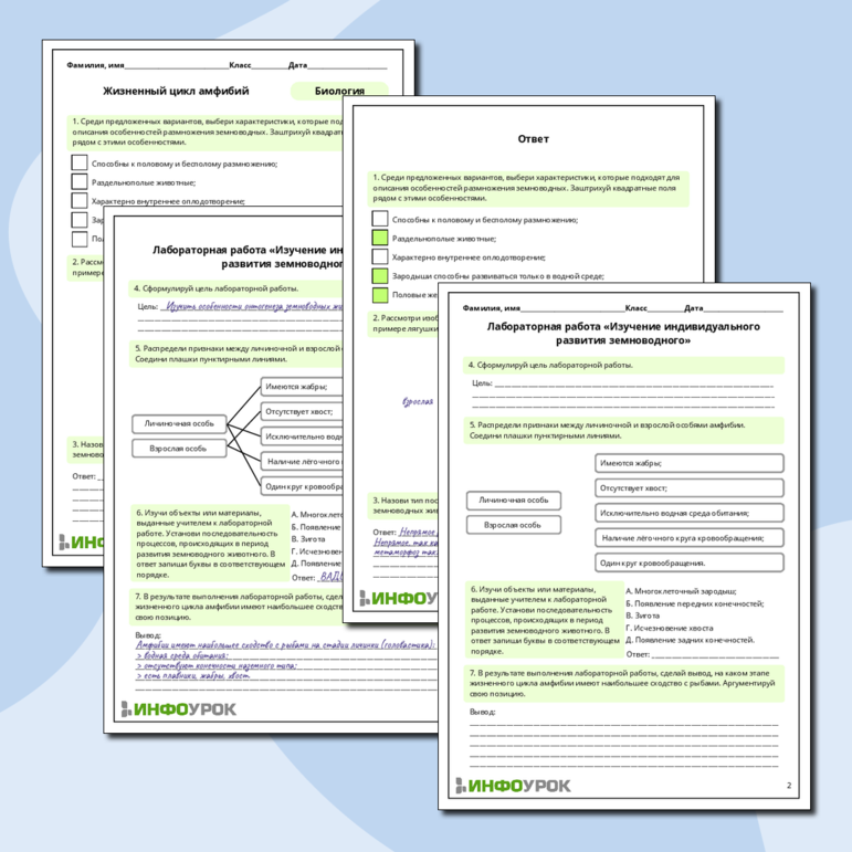 Рабочий лист по биологии: Жизненный цикл амфибий. Лабораторная работа «Изучение индивидуального развития земноводного»