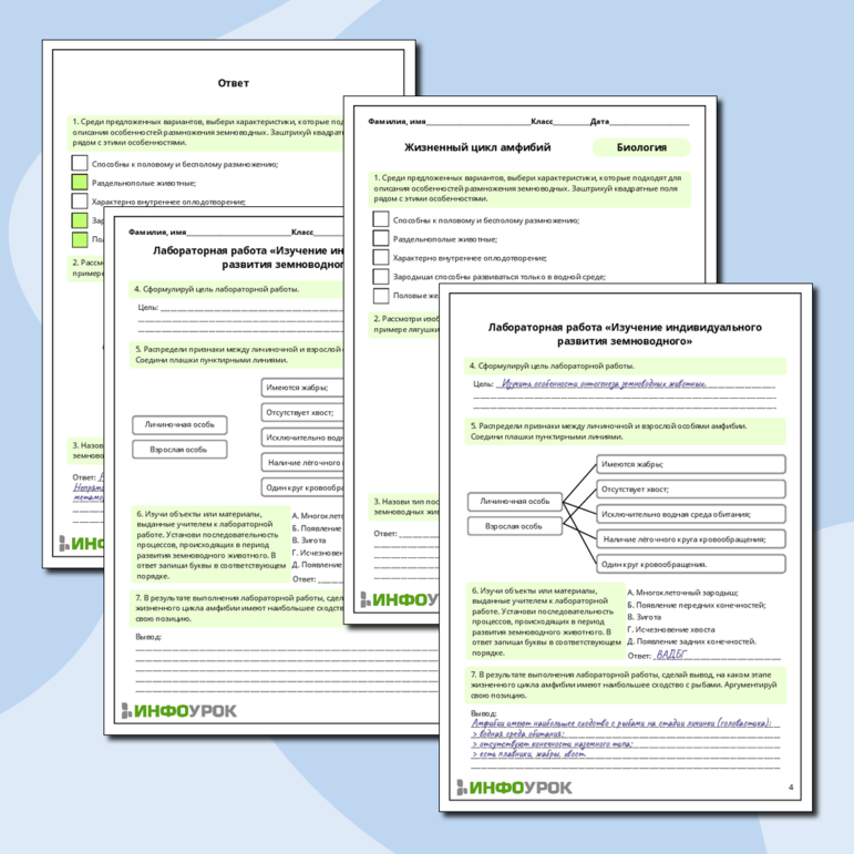 Рабочий лист по биологии: Жизненный цикл амфибий. Лабораторная работа «Изучение индивидуального развития земноводного»