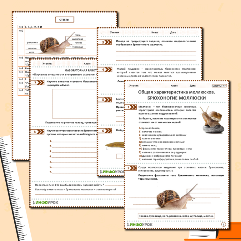 Рабочий лист: Общая характеристика моллюсков. Брюхоногие моллюски. Лабораторная работа «Изучение внешнего и внутреннего строения брюхоногого моллюска»