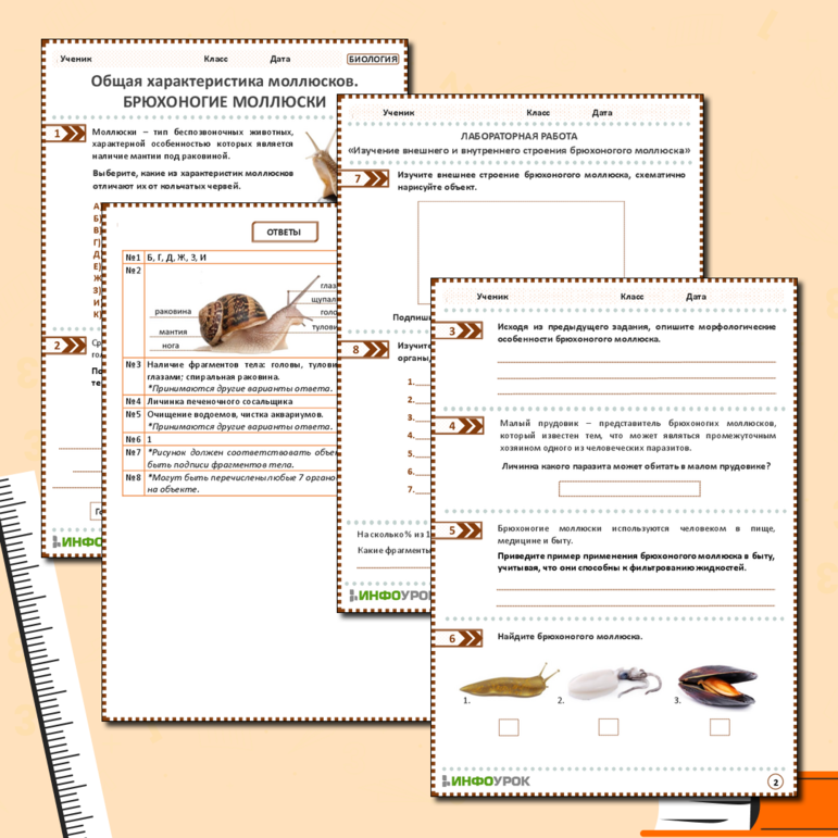 Рабочий лист: Общая характеристика моллюсков. Брюхоногие моллюски. Лабораторная работа «Изучение внешнего и внутреннего строения брюхоногого моллюска»