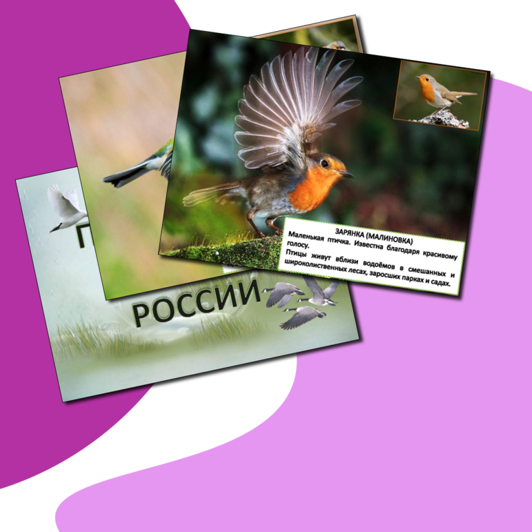 Перелетные птицы России. Презентация. Плакаты. некоторые факты о перелетных птицах