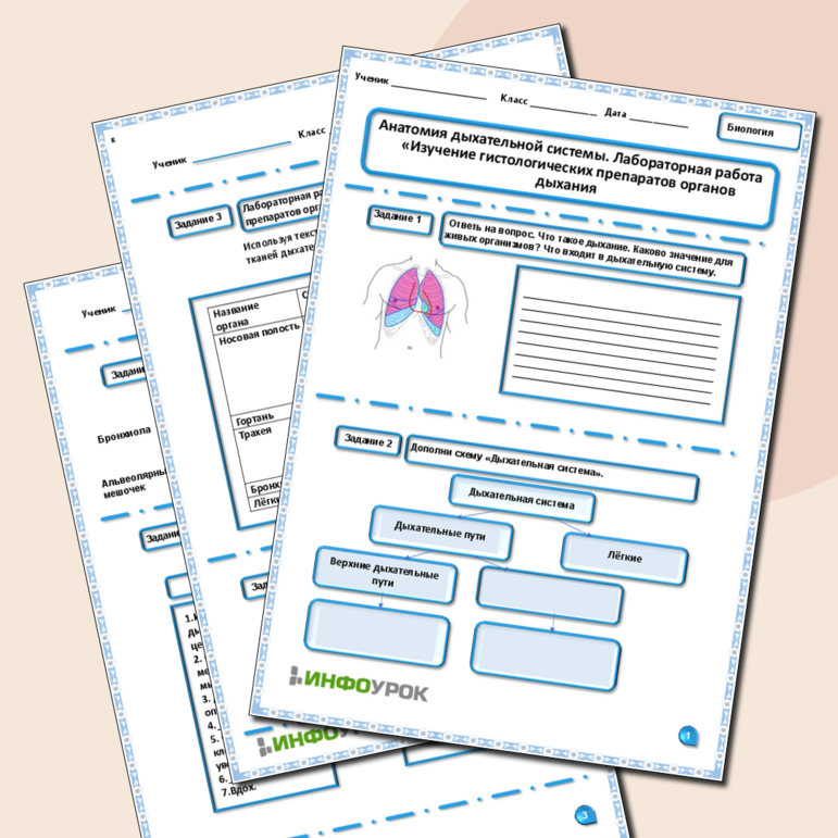 Рабочий лист «Анатомия дыхательной системы. Лабораторная работа «Изучение гистологических препаратов органов дыхания»
