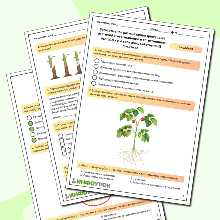 Рабочий лист по биологии: Вегетативное размножение цветковых растений и его значение в естественных условиях и в сельскохозяйственной практике
