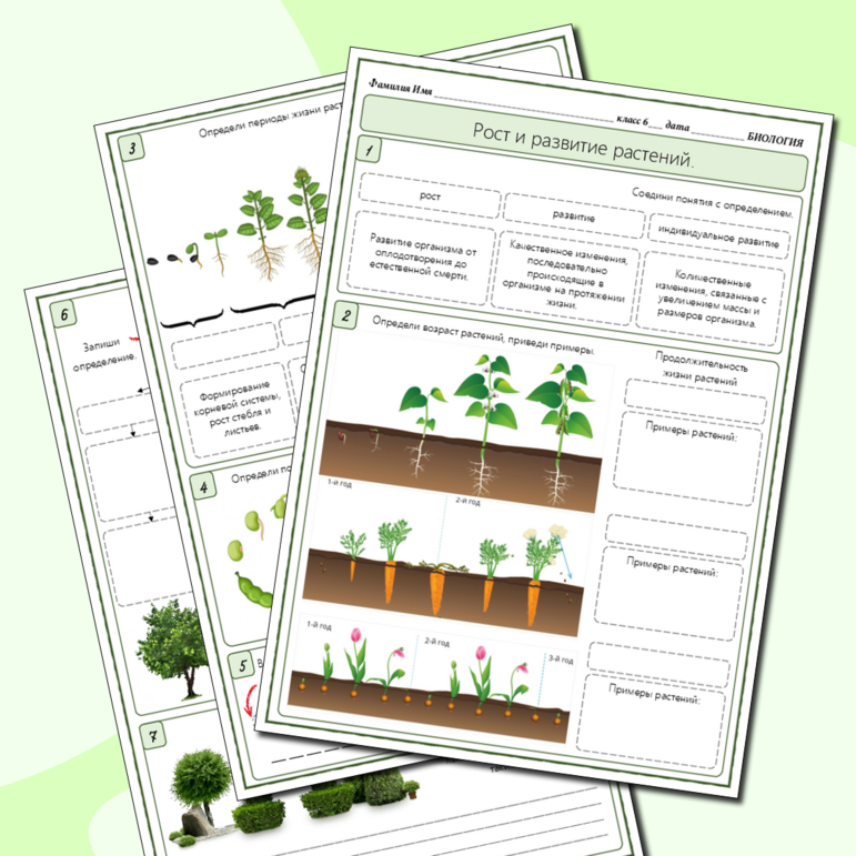 Рабочий лист «Рост и развитие растений», 6 класс, к учебнику В.В. Пасечника