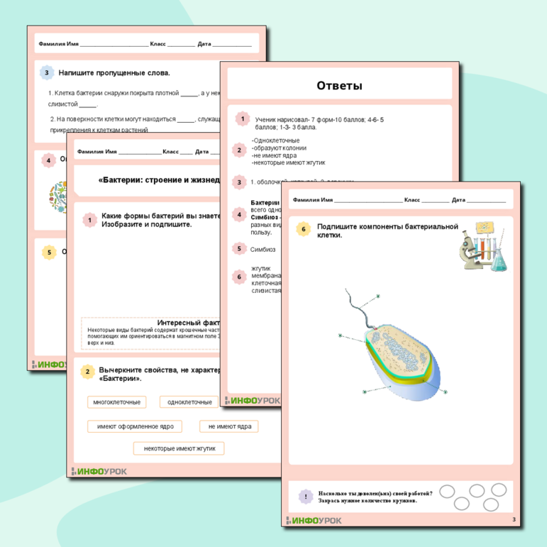 Рабочий лист «Бактерии- строение и жизнедеятельность» Биология. 5 класс