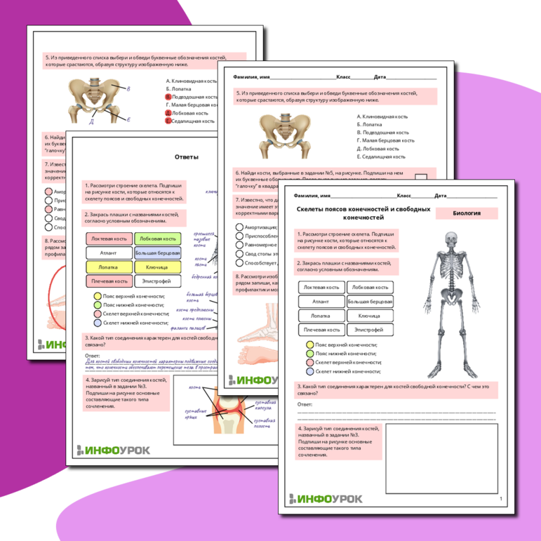 Рабочий лист по биологии: Скелеты поясов конечностей и свободных конечностей