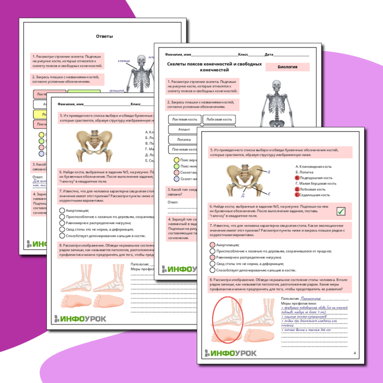 Рабочий лист по биологии: Скелеты поясов конечностей и свободных конечностей