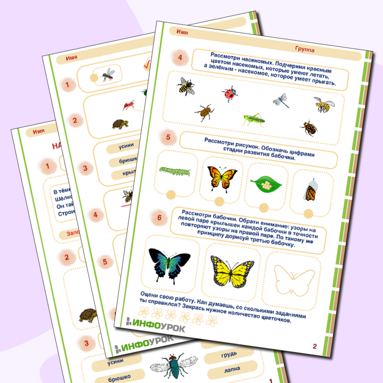 Рабочий лист «Насекомые. Признаки насекомых» для детей от 6 лет.