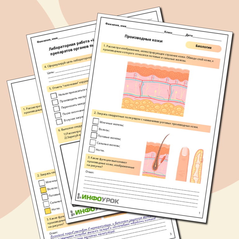 Рабочий лист по биологии: Производные кожи. Практическая работа «Изучение гистологических препаратов эпидермиса и дермы»