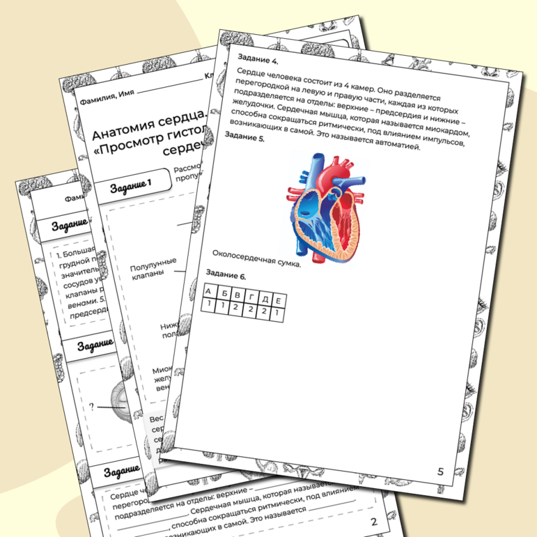 Рабочий лист Анатомия сердца. Лабораторная работа «Просмотр гистологических препаратов сердечной мышцы»