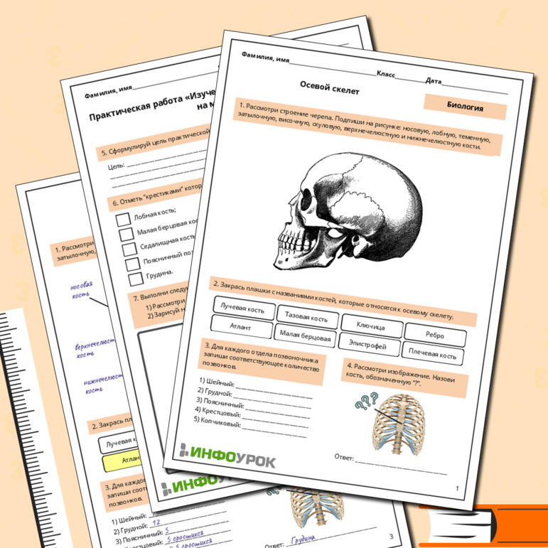 Рабочий лист по биологии: Осевой скелет. Практическая работа «Изучение строения скелета человека на макетах»