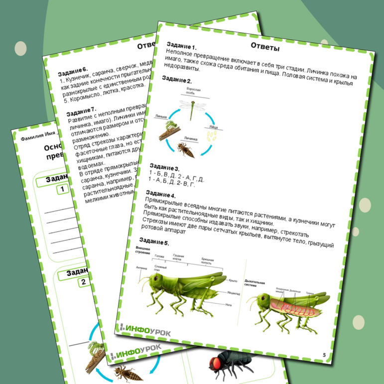 Основные отряды насекомых с неполным превращением (стрекозы, прямокрылые)