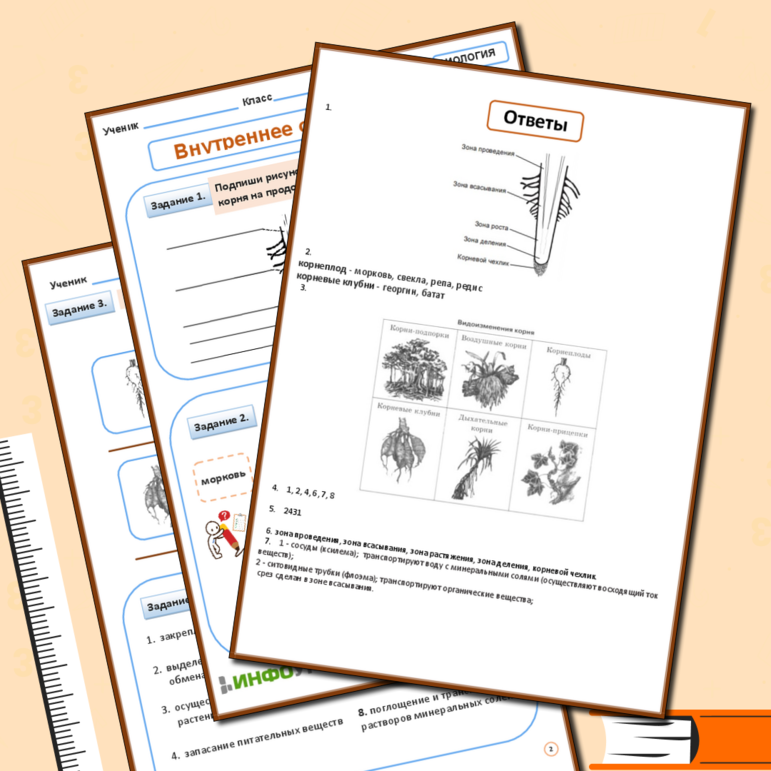 Рабочий лист «Внутреннее строение корня»