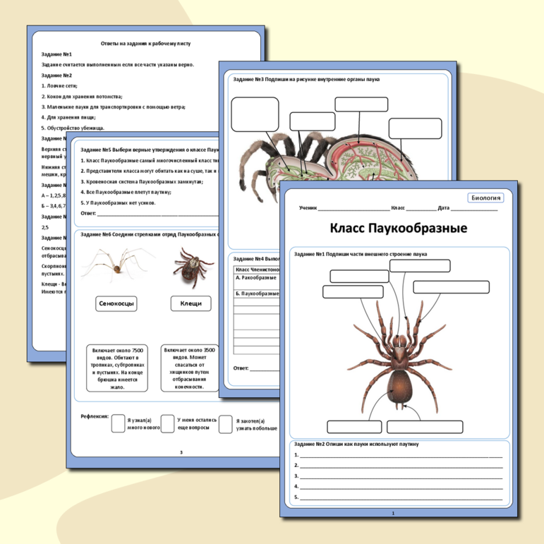 Рабочий лист«Тип Членистоногие. Класс Паукообразные»
