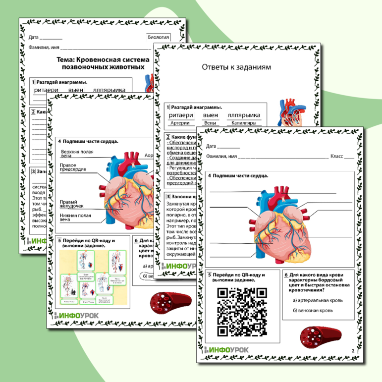 Рабочий лист по биологии «Кровеносная система позвоночных животных»