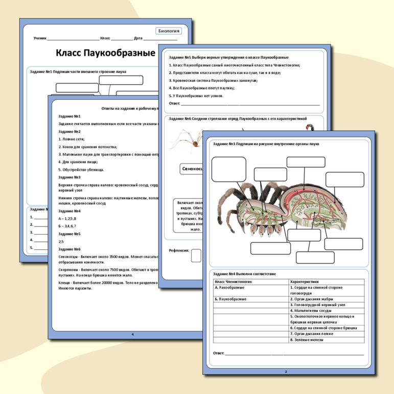 Рабочий лист«Тип Членистоногие. Класс Паукообразные»
