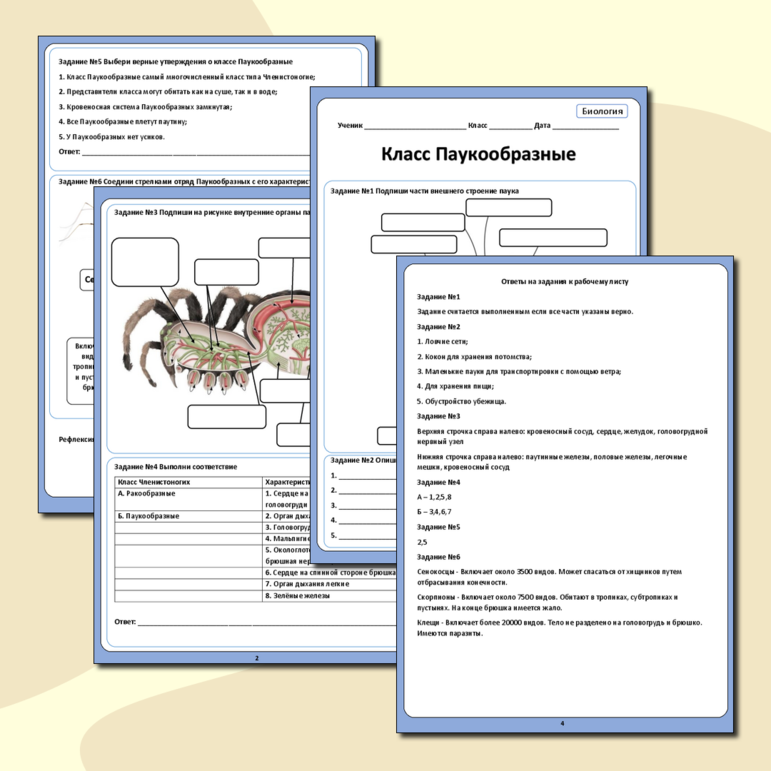 Рабочий лист«Тип Членистоногие. Класс Паукообразные»
