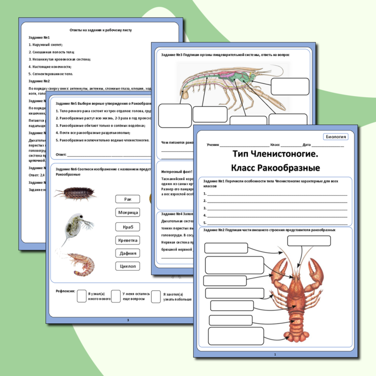 Рабочий лист по биологии по теме «Тип Членистоногие. Класс Ракообразные»