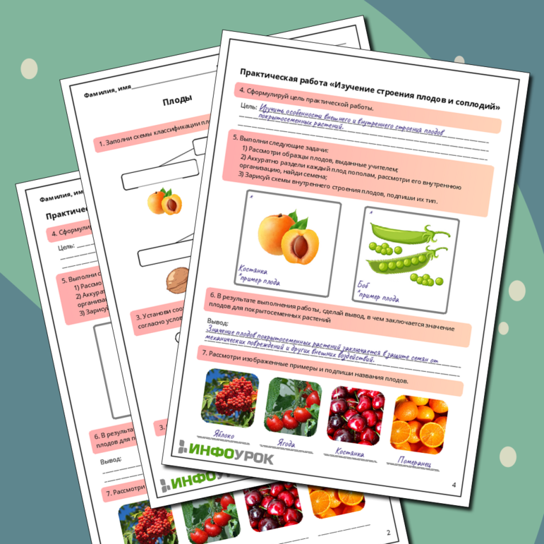 Рабочий лист по биологии: Плоды. Практическая работа «Изучение строения плодов и соплодий»