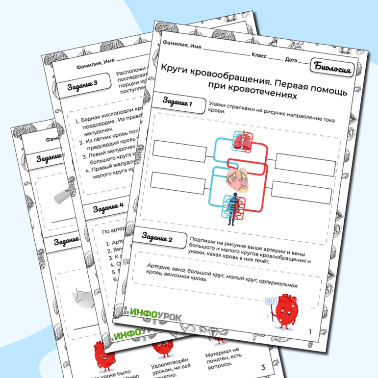 Рабочий лист Круги кровообращения. Первая помощь при кровотечениях