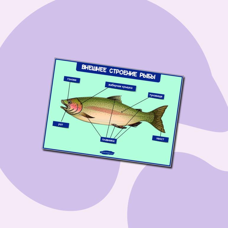 Внешнее строение рыбы - Плакат