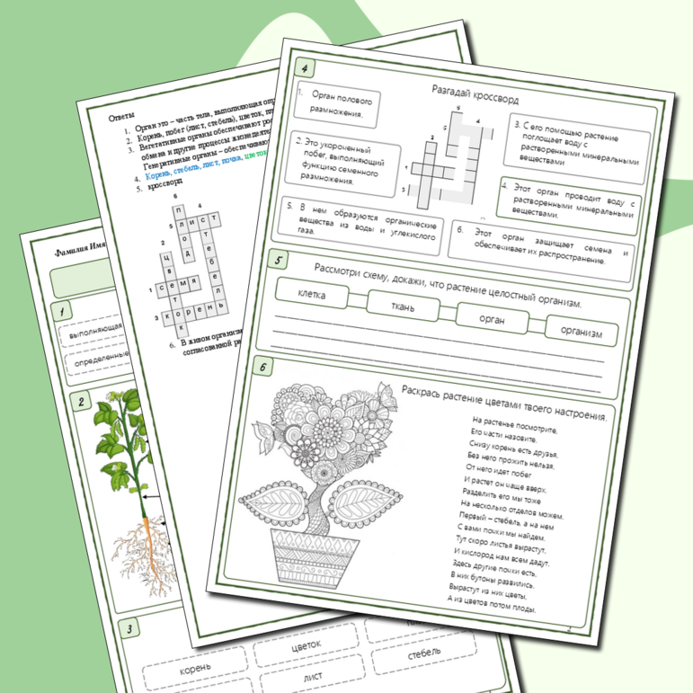 Рабочий лист «Органы растения», 6 класс к учебнику В.В. Пасечника