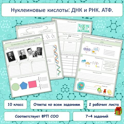 Нуклеиновая кислота — Википедия