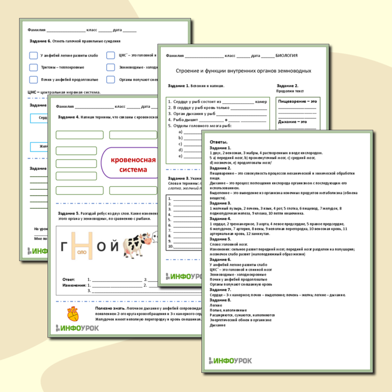 Рабочий лист. Тема «Строение и функции внутренних органов земноводных»