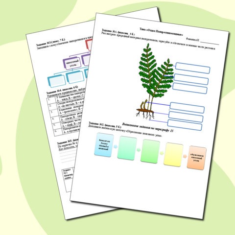 Рабочий лист по теме «Отдел Папоротниковидные»