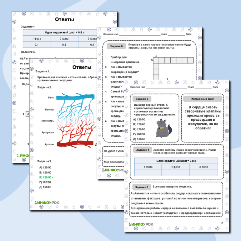 Рабочий лист по биологии «Органы кровообращения»
