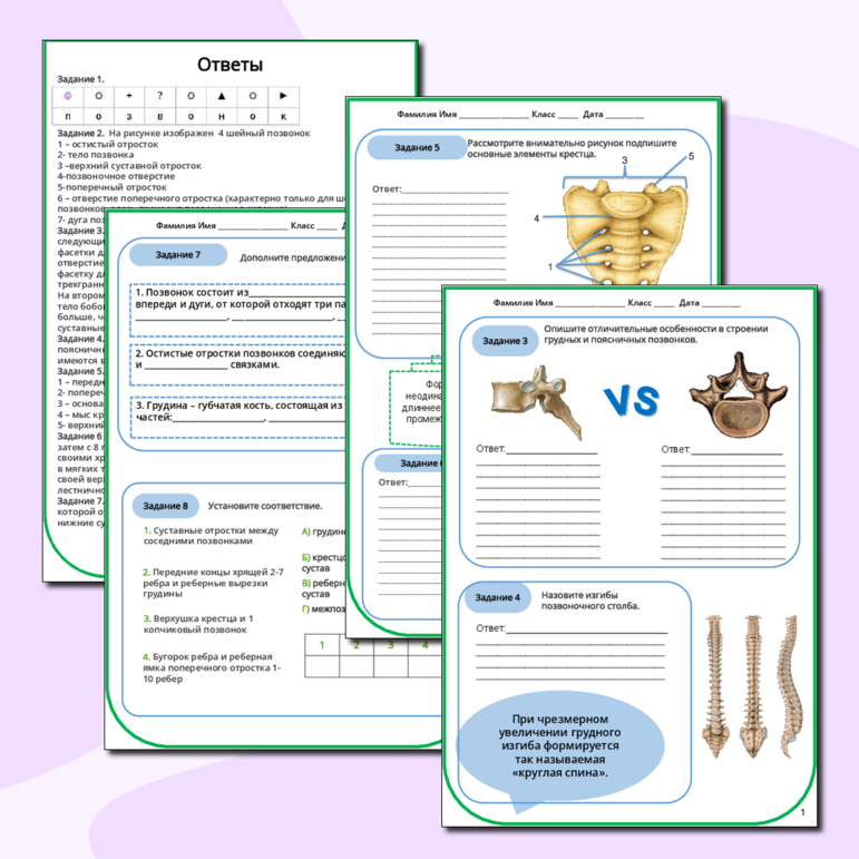 Рабочий лист «Кости и соединения туловища»
