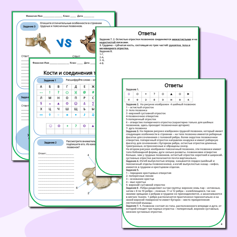 Рабочий лист «Кости и соединения туловища»