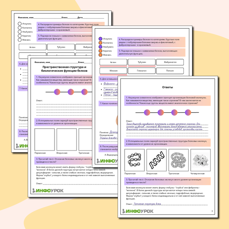 Рабочий лист по биологии: Пространственная структура и биологические функции белков