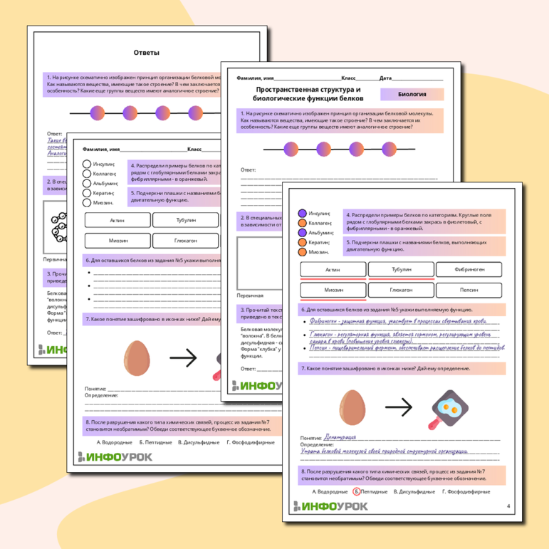 Рабочий лист по биологии: Пространственная структура и биологические функции белков