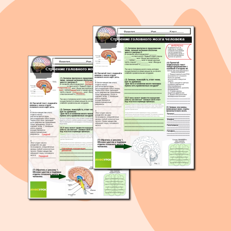 Рабочий Лист по биологии 8 класс. Строение и функции мозга.
