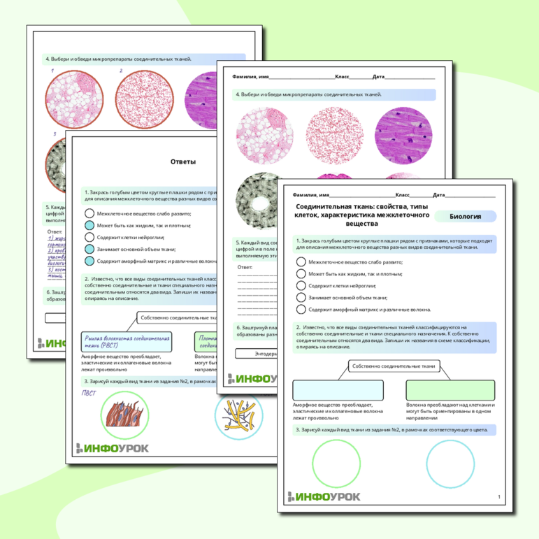Рабочий лист по биологии: Соединительная ткань: свойства, типы клеток, характеристика межклеточного вещества
